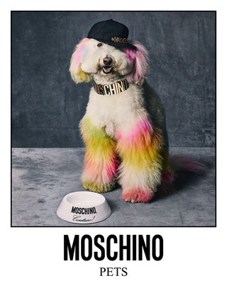 Dogue Spa - The Coolest Dog Grooming Salon by null