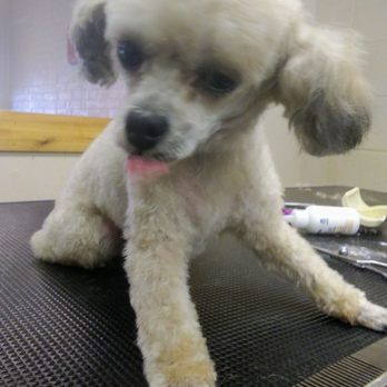 Lake Air Grooming Salon - After 3 - Pet Groomers Near Me - Waco, Texas Lake Air Grooming Salon - After 3 - Pet Groomers Near Me - Waco, Texas