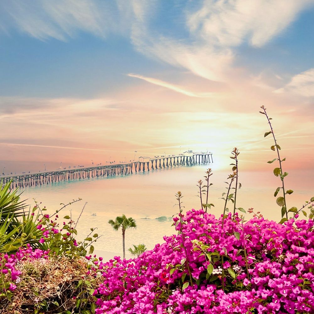 Flower Fields San Clemente Best Flower Site