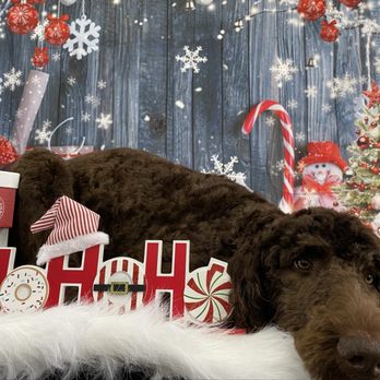 Delightful Pet Grooming - Pure sweetness - Pet Groomers Near Me - Wabash, Indiana Delightful Pet Grooming - Pure sweetness - Pet Groomers Near Me - Wabash, Indiana