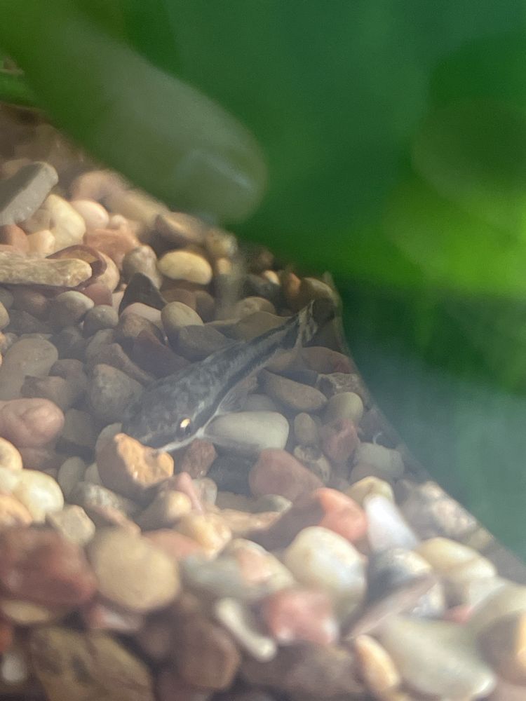 OC SHRIMP AQUATIC Updated October 2024 104 Photos & 37 Reviews