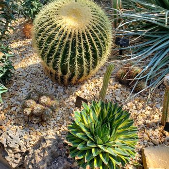 Garfield Park Conservatory - The Desert House has several types of cacti - Parks Near Me - Chicago, Illinois