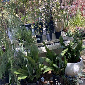 Flowerland - A piano! A piano in the decor! String lights, canopies, airstream, cool little store with little plants. How can one go wrong? - Nurseries & Gardening Near Me - Albany, California