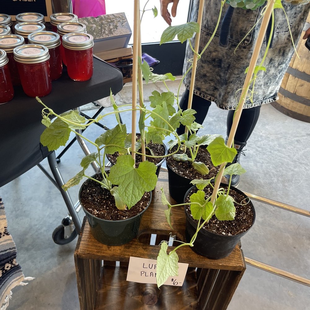 Westfield Winter Market - This is a loofah plant! It will make natural loofah sponges! - Farmers Market Near Me - Westfield, Indiana Westfield Winter Market - This is a loofah plant! It will make natural loofah sponges! - Farmers Market Near Me - Westfield, Indiana