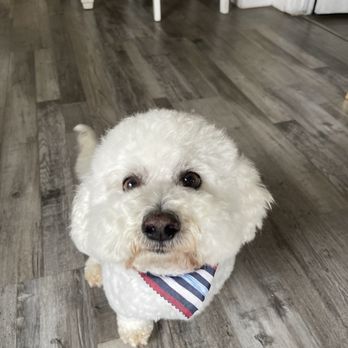 Waggily Ever After Pet Grooming - Pet Groomers Near Me - South Gate, California