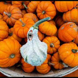 Hudson Farmers' Market - Vanilla gourd guy