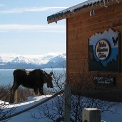 Alaska Adventure Cabins - Moose at the Dovetail Log Cabin