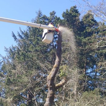 Lionels Tree Care - Tree Services Near Me - Aberdeen, Washington