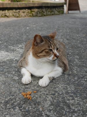 Houtong Cat Village by null