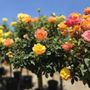 Photo of Guerrero Rose Farm Nursery