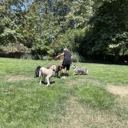 Chris with our poodles and 2 other dogs Chris with our poodles and 2 other dogs