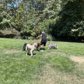 Walk n’ Roll K9 - Chris with our poodles and 2 other dogs - Pet Training Near Me Walk n’ Roll K9 - Chris with our poodles and 2 other dogs - Pet Training Near Me