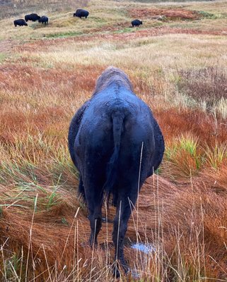 Hayden Valley by null