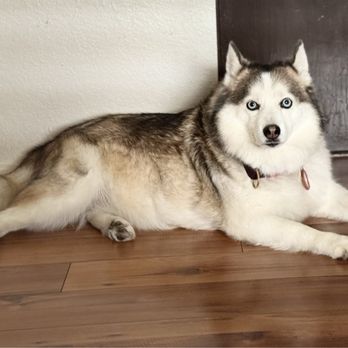 Paige’s Pet Training - Pet Training Near Me Paige’s Pet Training - Pet Training Near Me