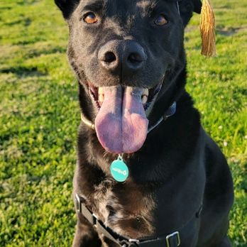 Lillie-Mae Dog Training - Pet Training Near Me Lillie-Mae Dog Training - Pet Training Near Me