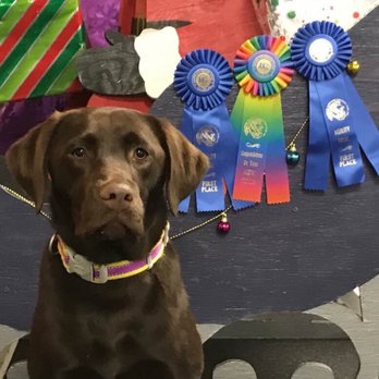 Chilbrook Kennels - Pet Training Near Me