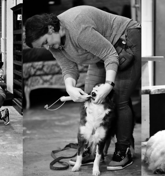 PUPSTORIA Updated September 2024 Request a Quote New York, New York Dog Walkers Phone