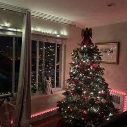 6.5 foot tree in regular apartment