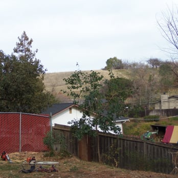 Atlas Tree Service - Pine tree gone! - Landscaping Near Me - Concord, California