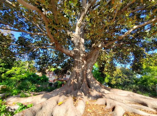 Shinn Historical Park and Arboretum by null