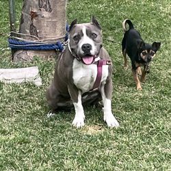 River Valley Veterinary Hospital - Spasha girl