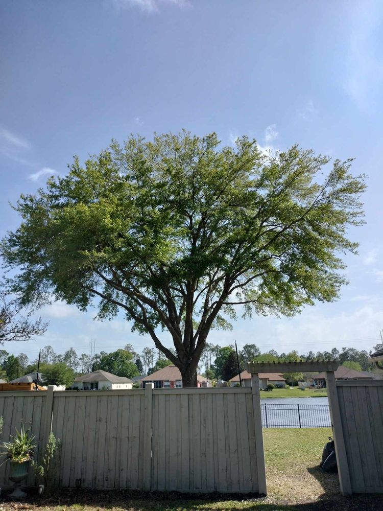 Bruschke Land and Tree Services - tree service in Jacksonville, FL