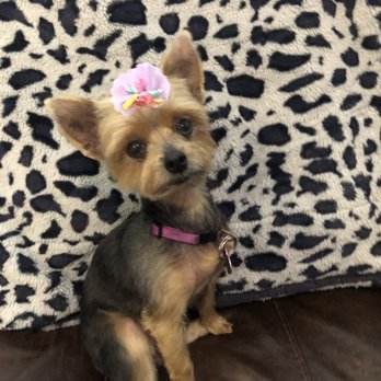 Pretty Paws Grooming - Moana - Pet Groomers Near Me - Bradenton, Florida Pretty Paws Grooming - Moana - Pet Groomers Near Me - Bradenton, Florida