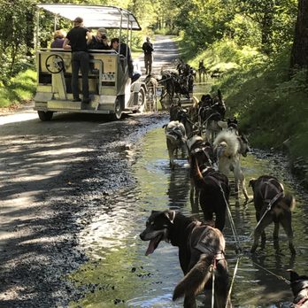 Gold Rush Dog Tours - Pet Services Near Me - Juneau, Alaska