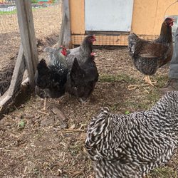 Red Hook Community Farm