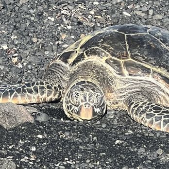 Sea Mountain - Say Cheese Mr Turtle - Vacation Rentals Near Me - Punaluu, Hawaii