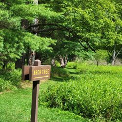 Sinnemahoning State Park - Arch Tree near wildlife center
