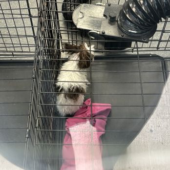 Dogtopia of Tysons Corner - Dog being cage dried, wet, crying, alone in room full of empty cages, unattended for 15+ minutes. - Pet Groomers Near Me - McLean, Virginia
