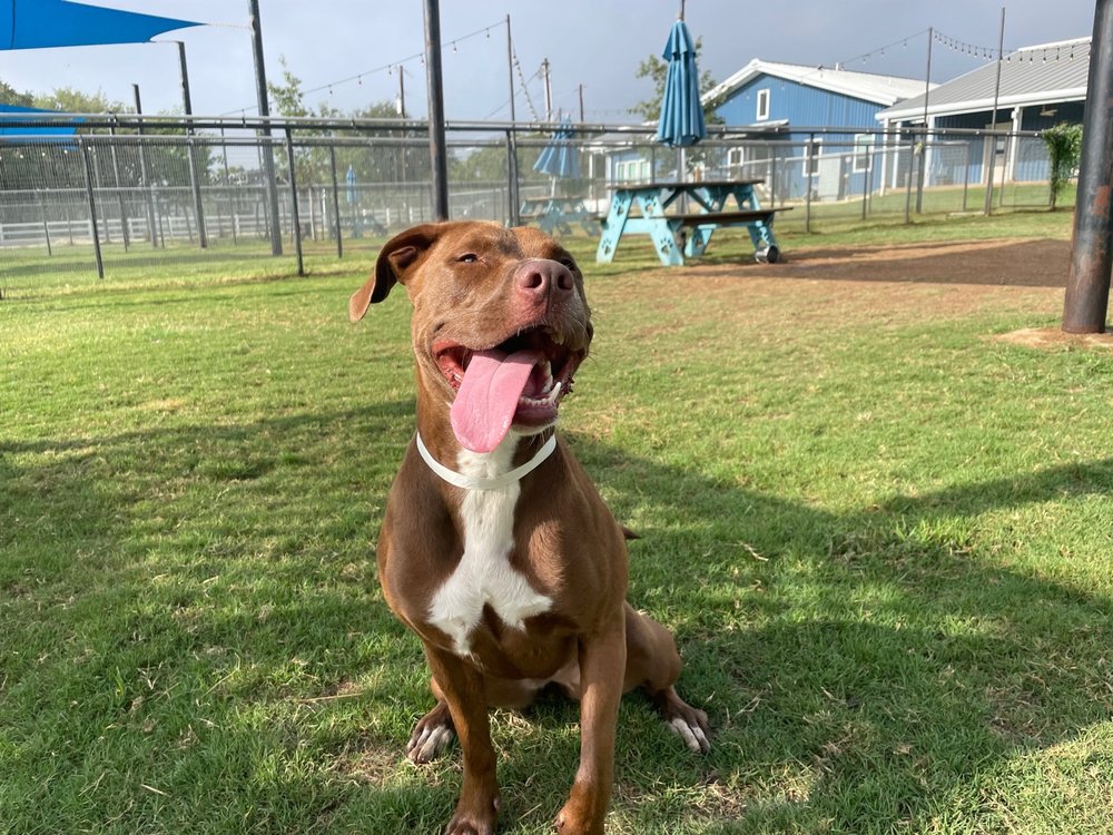 JUMPING JACK DOG RANCH 69 Photos & 43 Reviews 13731 Carpenter Ln