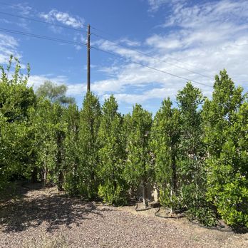 Moon Valley Nurseries - Trees we previously purchased from Moon Valley. - Nurseries & Gardening Near Me - Chandler, Arizona Moon Valley Nurseries - Trees we previously purchased from Moon Valley. - Nurseries & Gardening Near Me - Chandler, Arizona