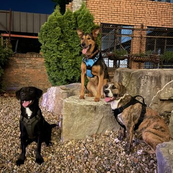 Bark Bar & Grille - Hot Dogs Near Me - Little Rock, Arkansas