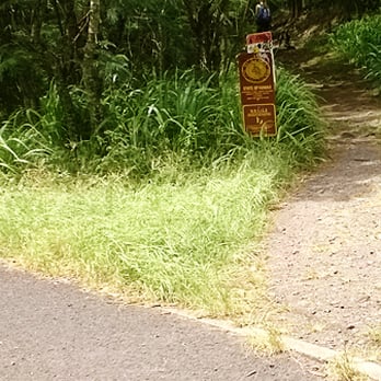 Kuliouou Ridge Trail - Go straight for the valley trail, right for the ridge trail - Hiking Near Me - Honolulu, Hawaii Kuliouou Ridge Trail - Go straight for the valley trail, right for the ridge trail - Hiking Near Me - Honolulu, Hawaii