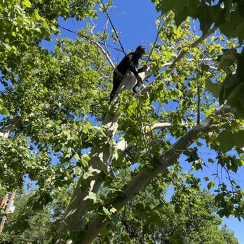 Benavides Tree Trimming & Removal - Tree Services Near Me Benavides Tree Trimming & Removal - Tree Services Near Me