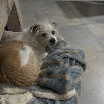 All Pets Pet Sitting - Spencer - Dog Walkers Near Me All Pets Pet Sitting - Spencer - Dog Walkers Near Me