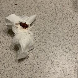 Palisades of Blythewood Apartments - Roaches in my bathrooms