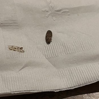 Mr Taco - a tiny bug on a napkin - Mexican Near Me - Lockhart, Texas