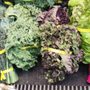 Photo of Alberta Cooperative Grocery