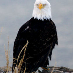 Halcyon Heights B&B/Inn - Many bald eagles spent the winter on Homer Spit as well.