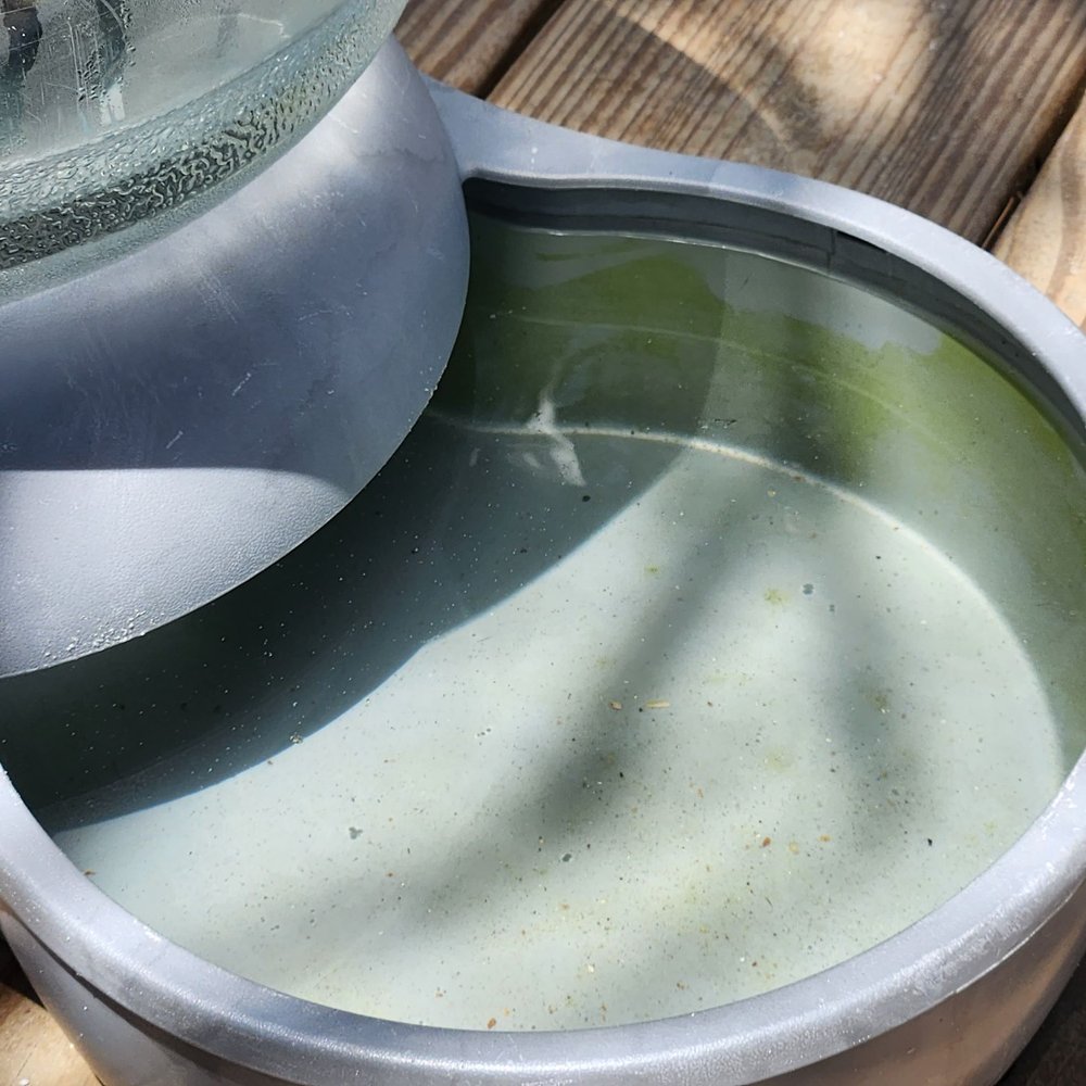 Guy Harvey Resort St Augustine Beach - Green mold in dog water bowl - Resorts Near Me - Saint Augustine Beach, Florida Guy Harvey Resort St Augustine Beach - Green mold in dog water bowl - Resorts Near Me - Saint Augustine Beach, Florida