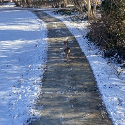 Searching for squirrels...