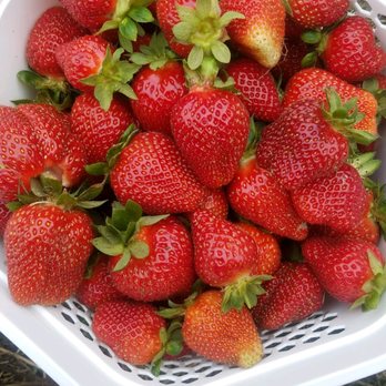 Evans Farms - Farmers Market Near Me - Suffolk, Virginia Evans Farms - Farmers Market Near Me - Suffolk, Virginia