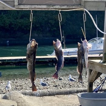 Albion River Campground & Flats Cafe - The fish station at the camp ground. Looks like they had a good day on the water. - Campgrounds Near Me - Albion, California