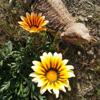 Westridge-Canyonback Wilderness Park - Lower/East Canyonback - even my dragon approves! - Hiking Near Me - Encino, California Westridge-Canyonback Wilderness Park - Lower/East Canyonback - even my dragon approves! - Hiking Near Me - Encino, California