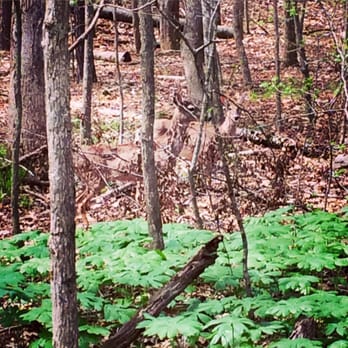 Jones Bridge Trail - Deer. - Hiking Near Me - Johns Creek, Georgia