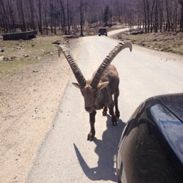 They have some really cool animals here!