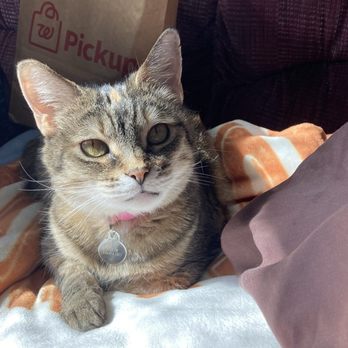 Erica Rambus, DVM - Elysian Fields - Our sweet girl back in her healthy days - Veterinarians Near Me